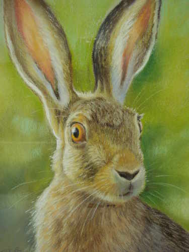 Startled Hare, pastel painting by Mark Blue